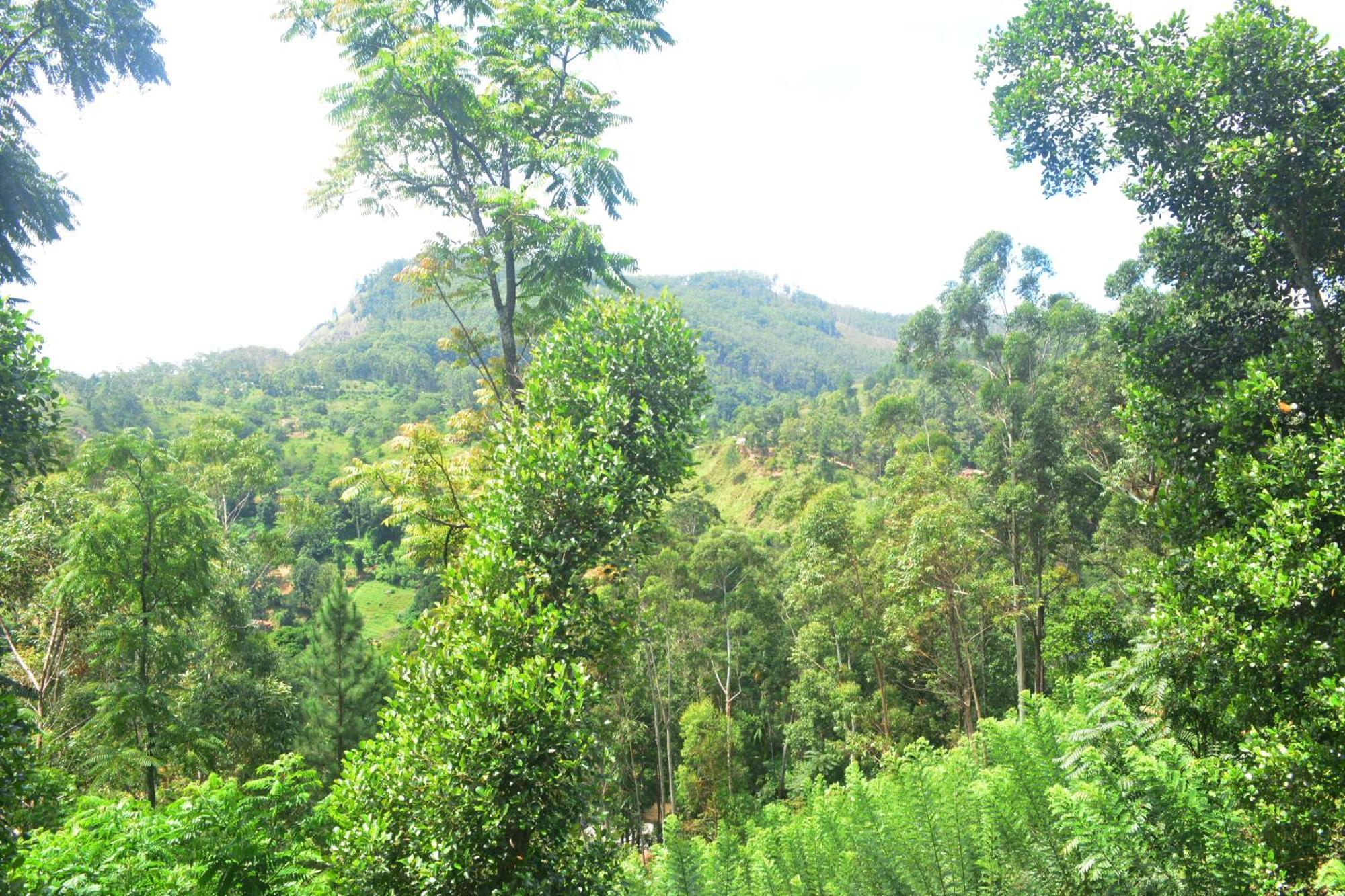 Racy Nature Cottage Ella Ngoại thất bức ảnh